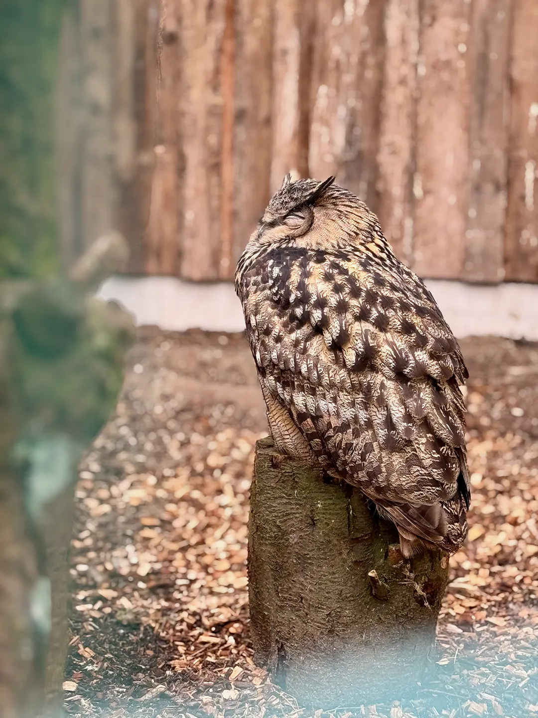 Uhu im Kurpark Cuxhaven