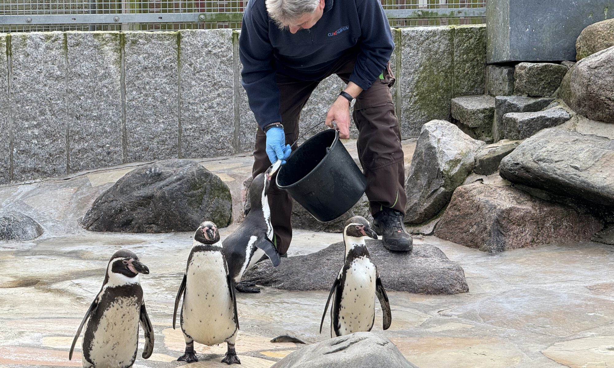 Pinguine im Kurpark Cuxhaven bei der Fütterung